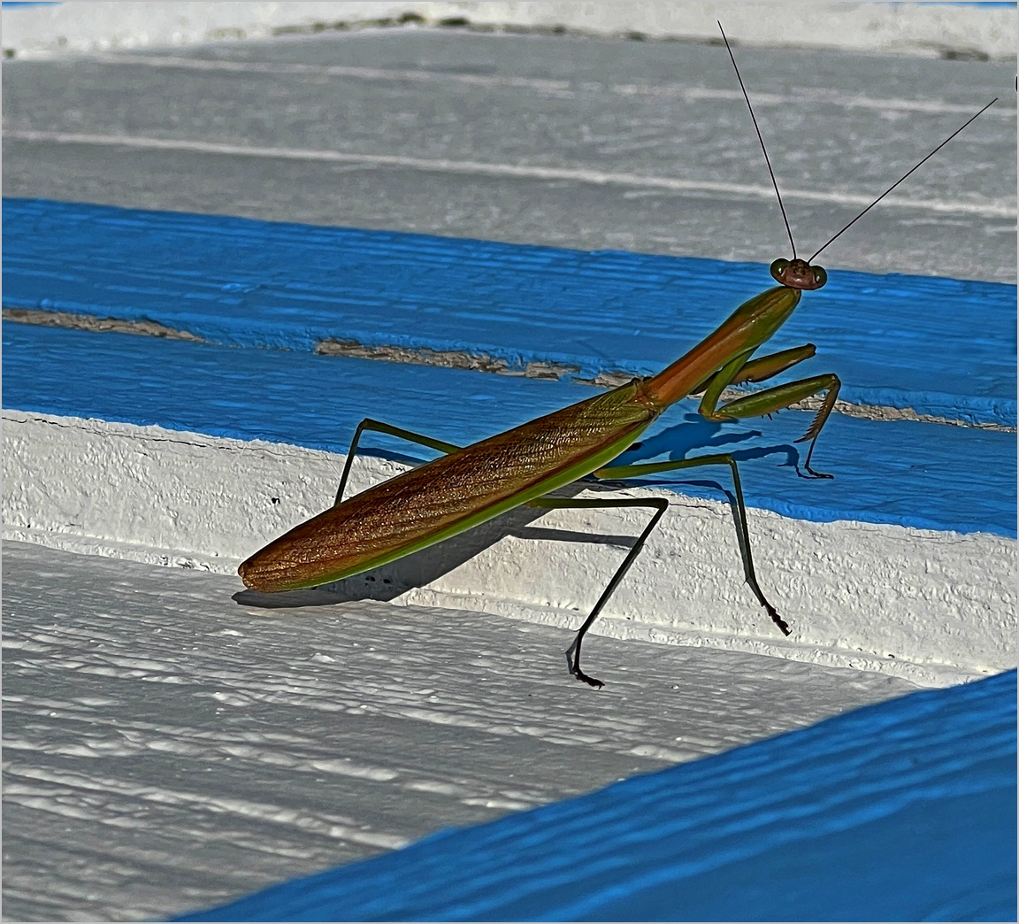 Traditional In Class M By Art Yost For Creepy Crawler SEP-2022.jpg